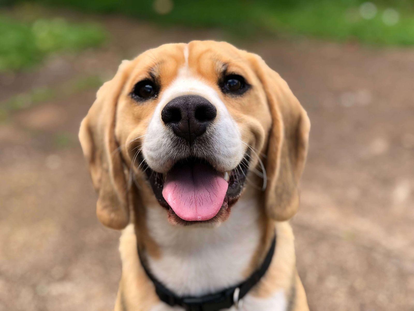 A happy short haired brown and white dog