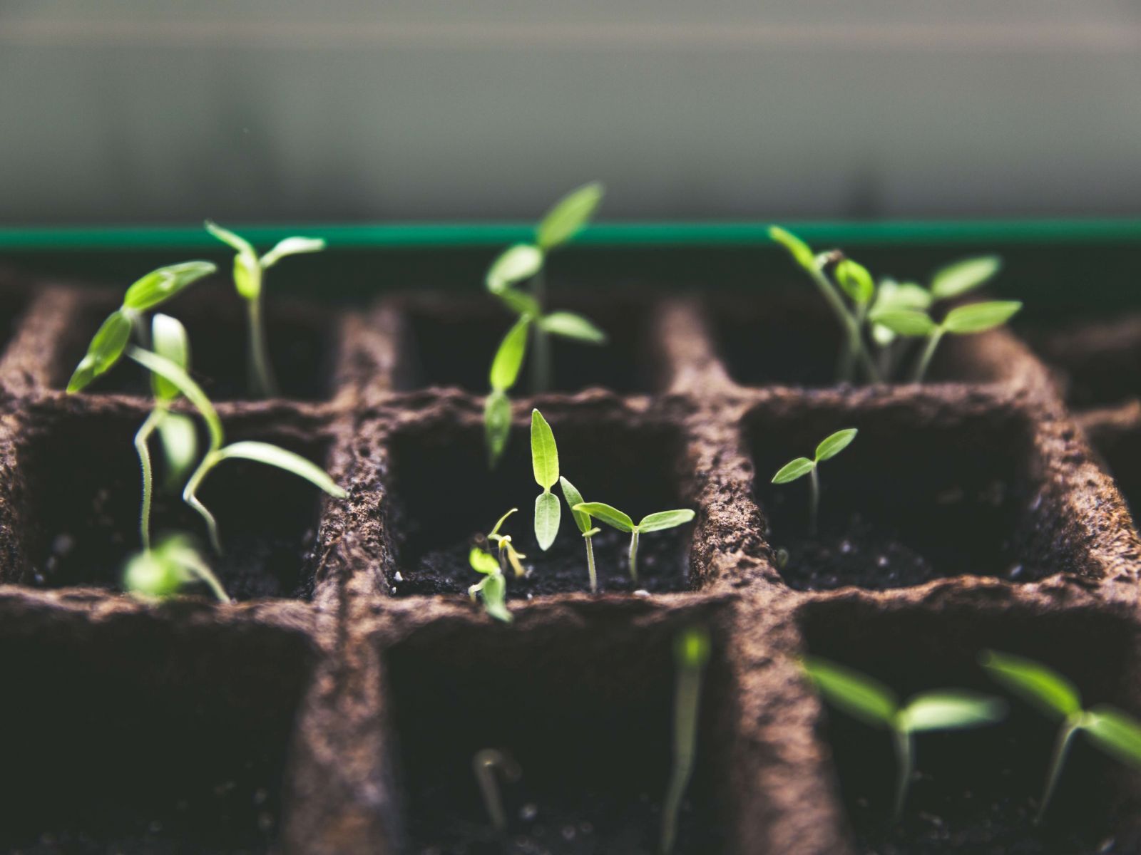Link to plant giveaway event webpage