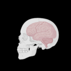 BrainSoc