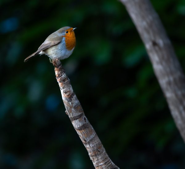Birds Highly Commended - Oliver